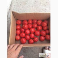 Продам помидоры Вф-10 красные