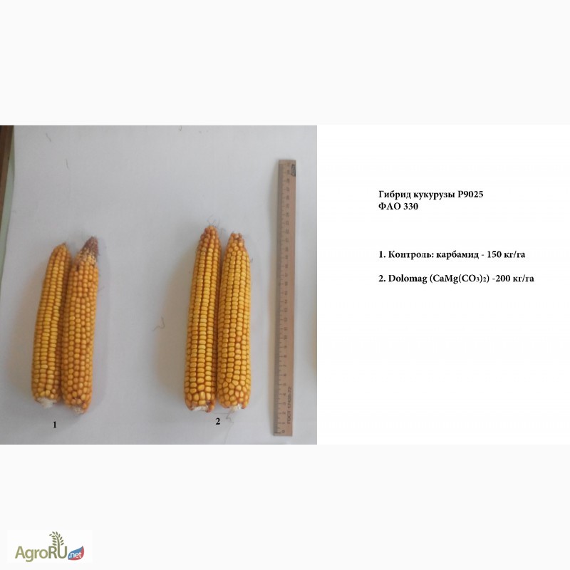 Фото 6. Эффективное удобрение для кукурузы, пшеницы, свеклы