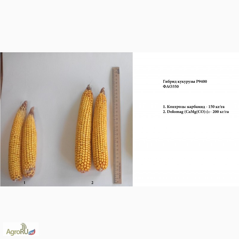 Фото 7. Эффективное удобрение для кукурузы, пшеницы, свеклы