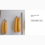 Эффективное удобрение для кукурузы, пшеницы, свеклы