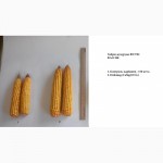 Эффективное удобрение для кукурузы, пшеницы, свеклы