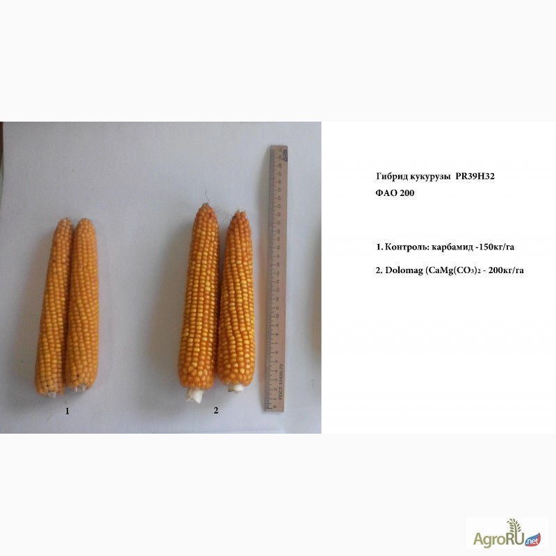 Фото 5. Эффективное удобрение для кукурузы, пшеницы, свеклы