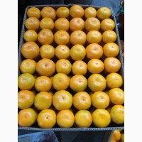 Абхазские мандарины оптом