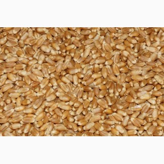 Пшеница продовольственная сорт Ирень 4 класс