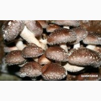Шиитаке-грибной женьшень