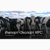 Продажа коров дойных, нетелей молочных пород в Тайшет