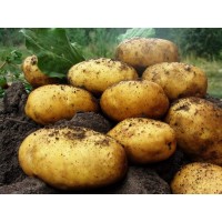 Семенной картофель Леди Клэр РС1 оптом от 3000кг