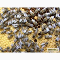 Пчелопакеты 2012. Продажа пчелопакетов карпатской породы