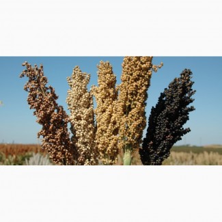 Семена сорго: Зерноградское 88, Дебют, Гибрид Аляска(USA)