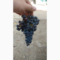 Виноград технический