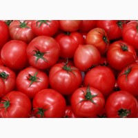 Продам томаты из Марокко
