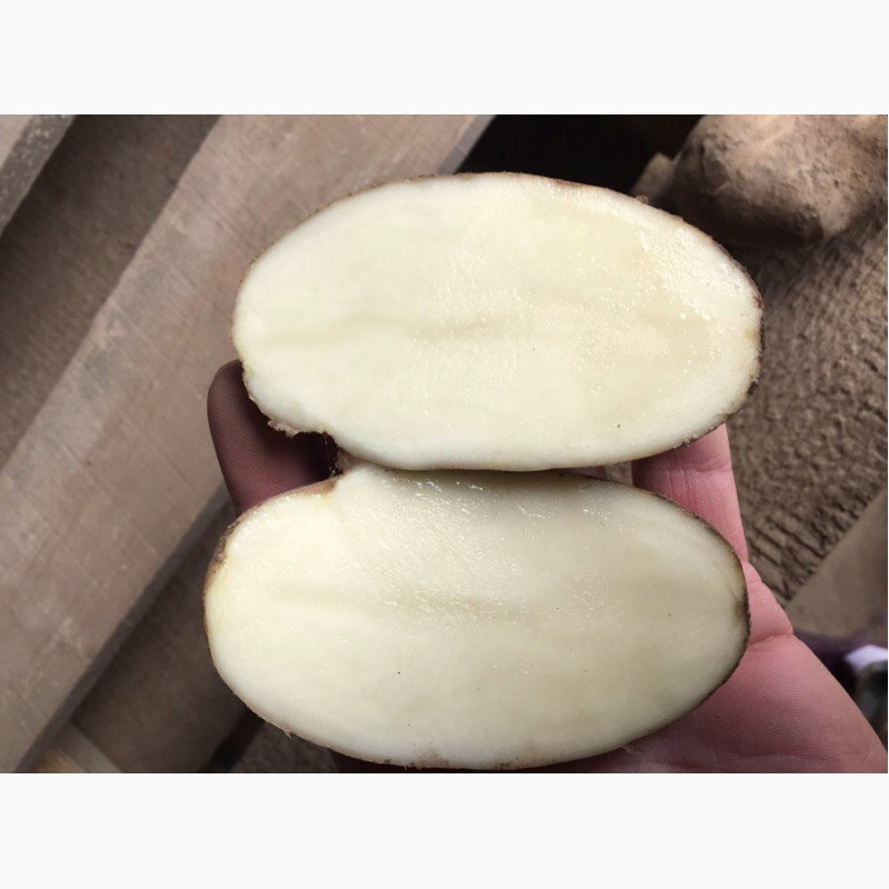 Фото 2. Оптовая продажа картофеля