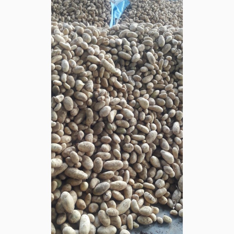 Фото 3. Молодой картофель урожай 2018, Египтет
