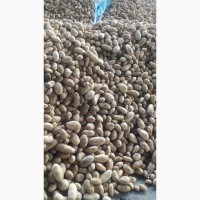 Молодой картофель урожай 2018, Египтет