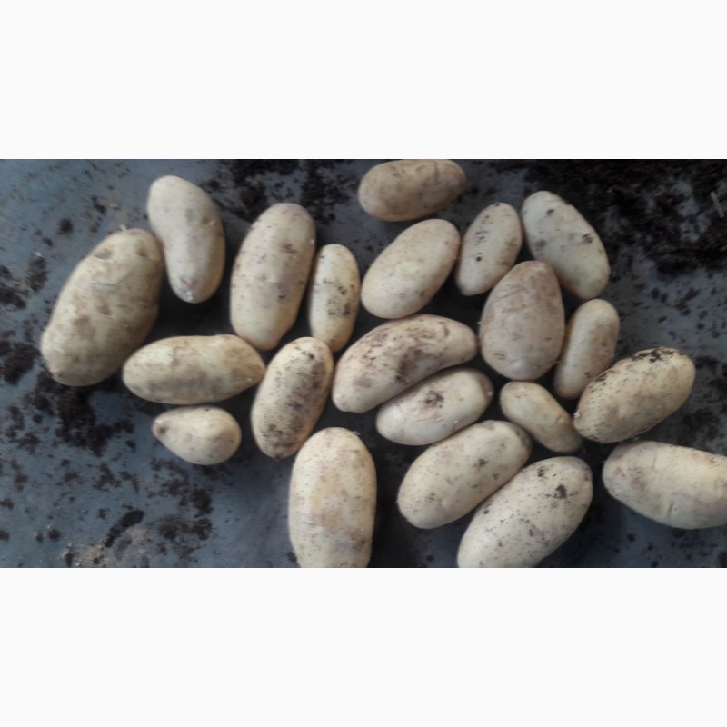 Фото 4. Молодой картофель урожай 2018, Египтет