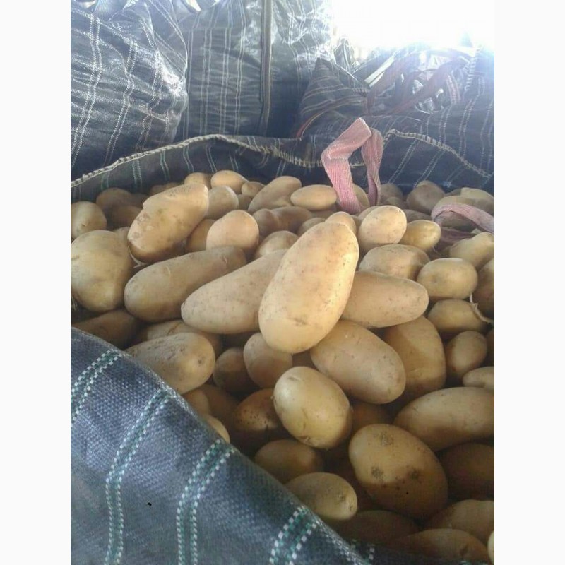 Фото 7. Молодой картофель урожай 2018, Египтет