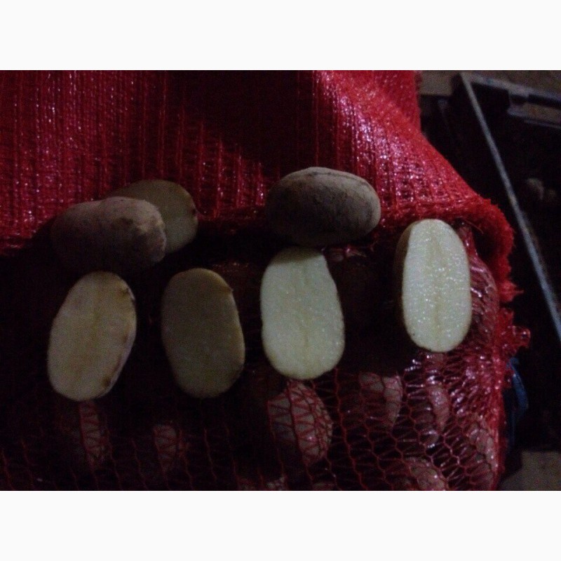 Фото 3. Продаём семенной картофель оптом от фермерства