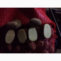 Продаём семенной картофель оптом от фермерства