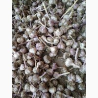 Продаю оптом калиброванный чеснок урожай 2019г. в Киргизии