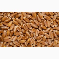 ООО «Атлантис» продает фуражную пшеницу