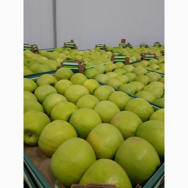 Фото 3. Яблоки калиброванные сортов Айдаред, Голден, Пинова