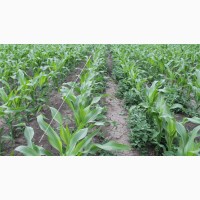 Семена кукурузы и подсолнечника от завода RAGT Росагротрейд