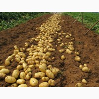 КФХ вырастит для Вас семенной картофель