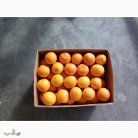 Апельсины (Валенсия)