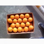 Апельсины (Валенсия)