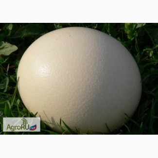 Столовое яйцо страуса, яйца страусиные сувенирные