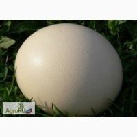 Столовое яйцо страуса, яйца страусиные сувенирные