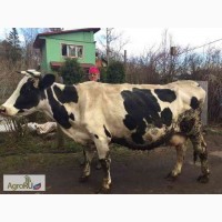 Продается чистопородная корова