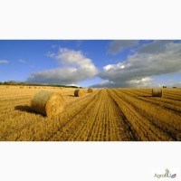 Семена озимой пшеницы и озимого ячменя урожая 2017 г