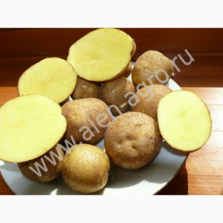 РАННИЕ сорта семенного картофеля Винета и Колетте оптом