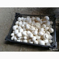 Продам грибы шампиньоны