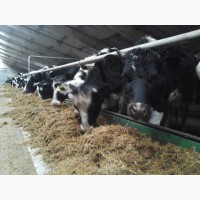 Продажа коров дойных, нетелей молочных пород Красноярск