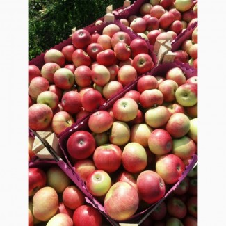 Яблоки оптом от производителя 50+ 57 р/кг