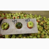 Яблоки оптом от производителя 50+ 57 р/кг