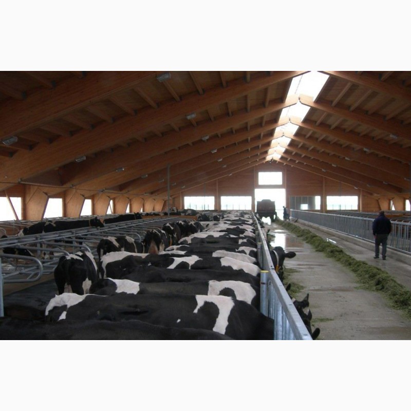 Фото 3. Продажа коров дойных, нетелей молочных пород в Турцию