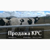 Продажа коров дойных, нетелей молочных пород в Нижнеудинск