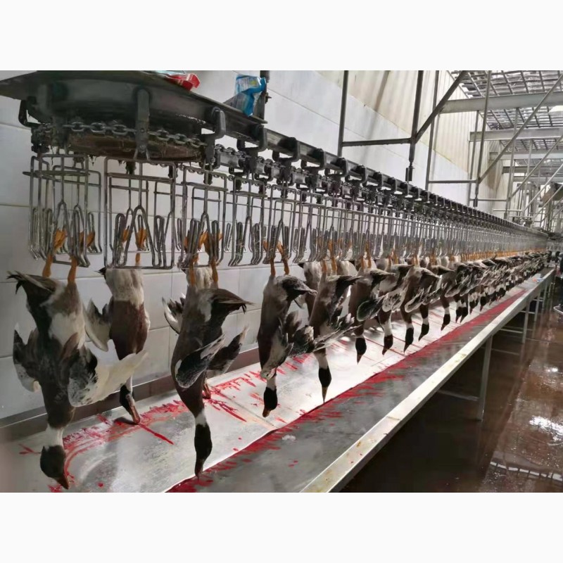 Фото 2. Горячая распродажа своевременная линия убоя птицы курица утка гусь, Китай