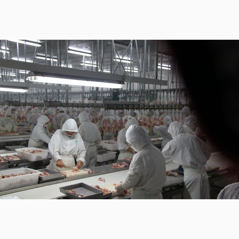 Фото 6. Горячая распродажа своевременная линия убоя птицы курица утка гусь, Китай