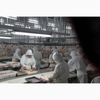 Горячая распродажа своевременная линия убоя птицы курица утка гусь, Китай