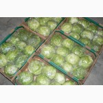 Продаем свежие овощи и фрукты из Египта