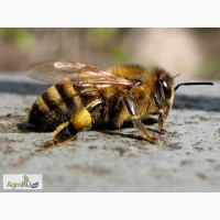 Пчелоинвентарь разный, вощина, медогонки, ульи и пр. для пасеки