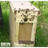 Пчелопакеты карпатской породы на весну 2016. Смоленск. Ельня