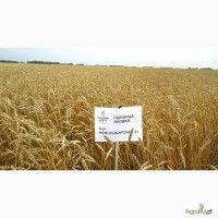 Пшеница яровая сорт «Новосибирская 31»