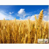 Семена Озимой пшеницы Виктория 11