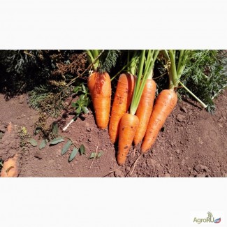 Морковь оптом новый урожай 2017