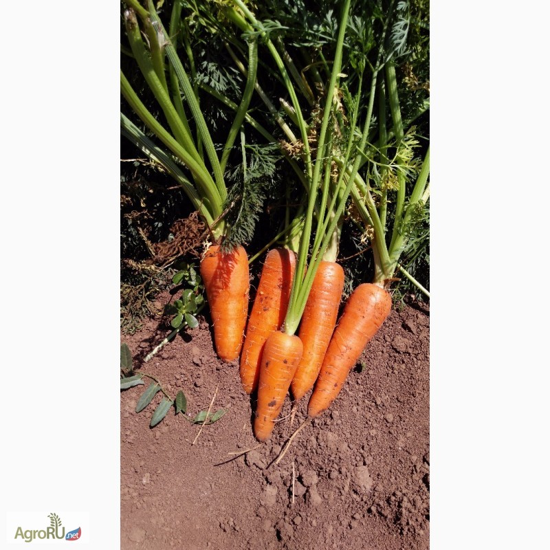 Фото 2. Морковь оптом новый урожай 2017